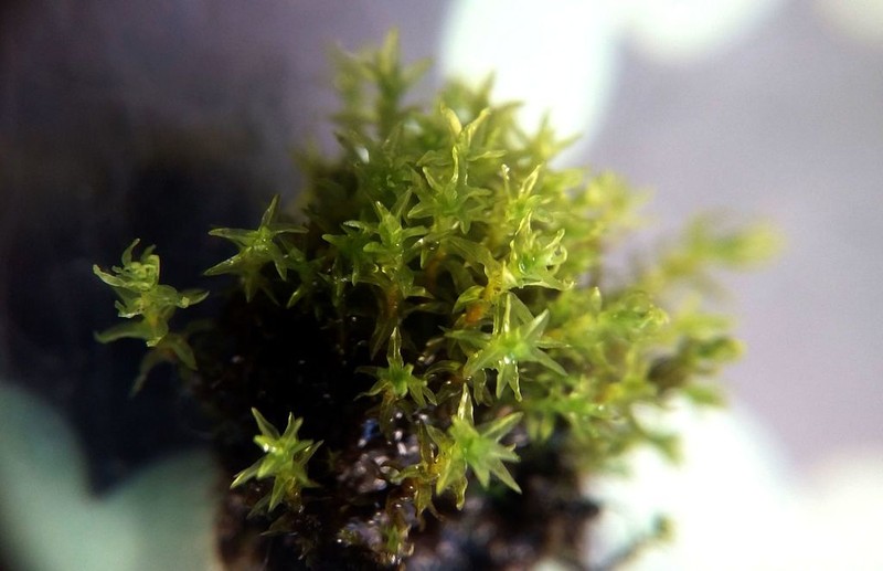 Dichodontium Moss photo 5