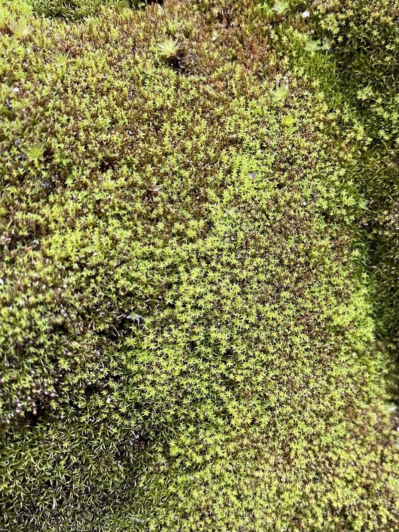 Dichodontium Moss photo 6