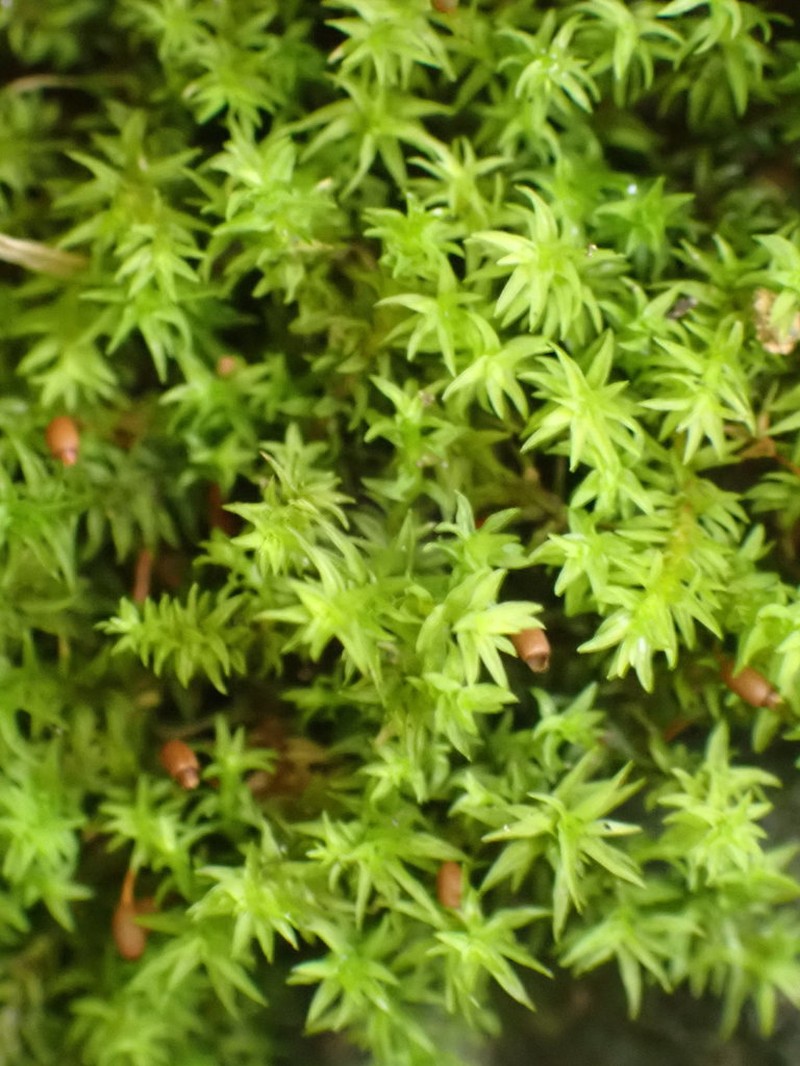 Dichodontium Moss photo 7