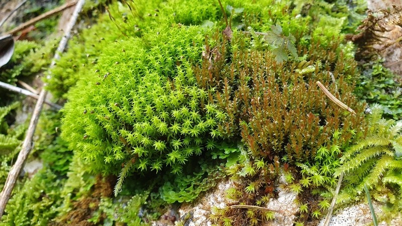 Dichodontium Moss photo 8