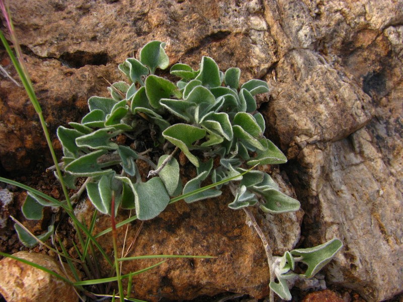 Silver Ponysfoot