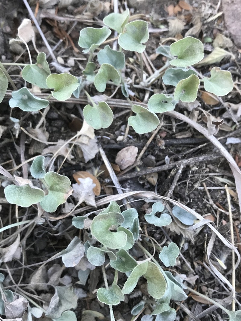 Silver Ponysfoot photo 2