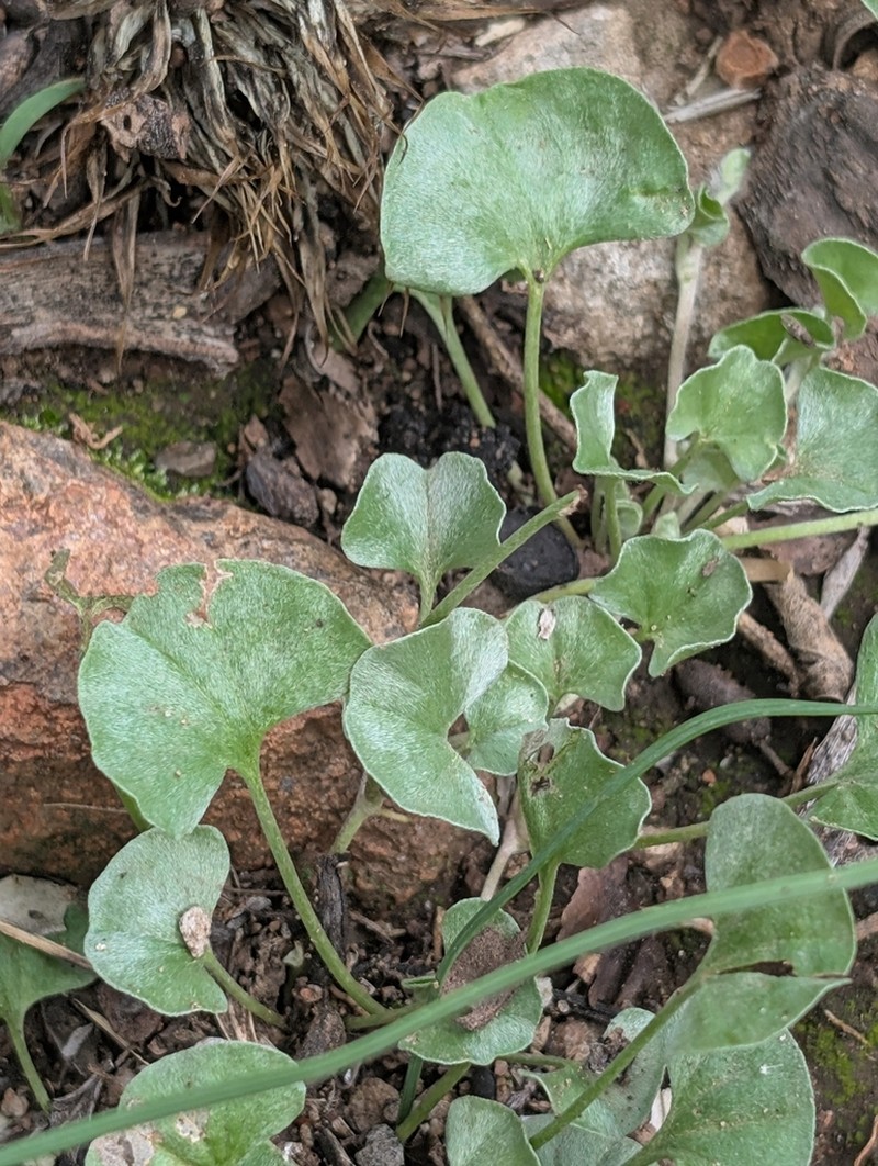 Silver Ponysfoot photo 3