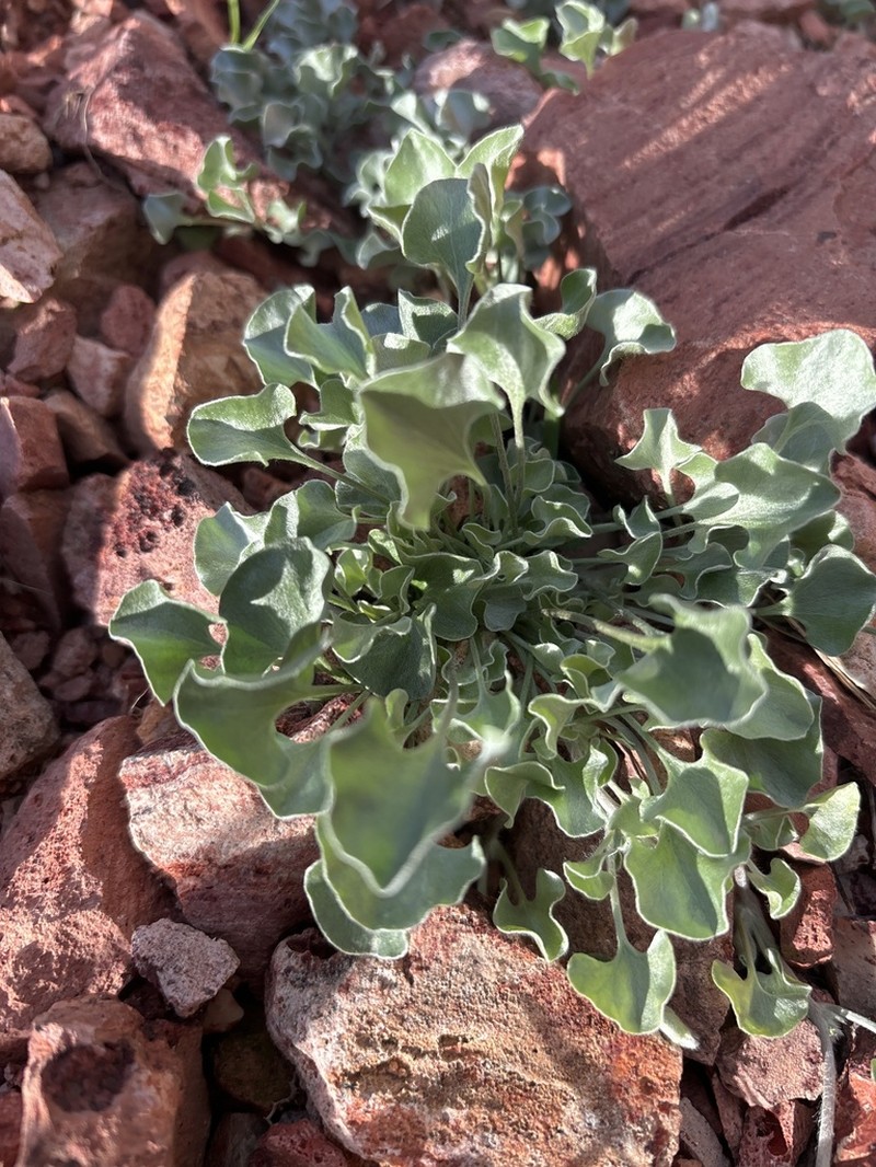 Silver Ponysfoot photo 4