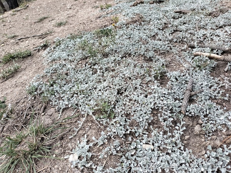 Silver Ponysfoot photo 5