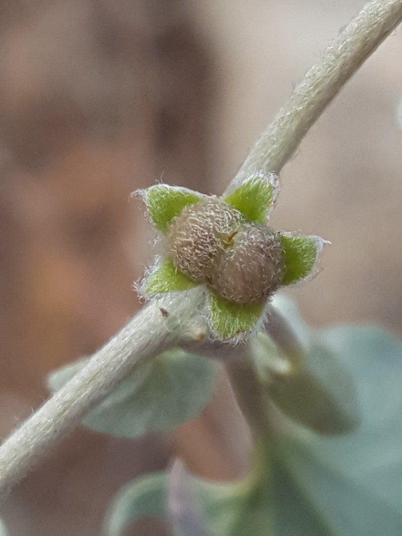 Silver Ponysfoot photo 6