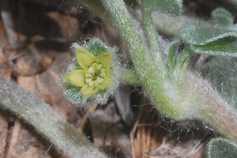 Silver Ponysfoot photo 7