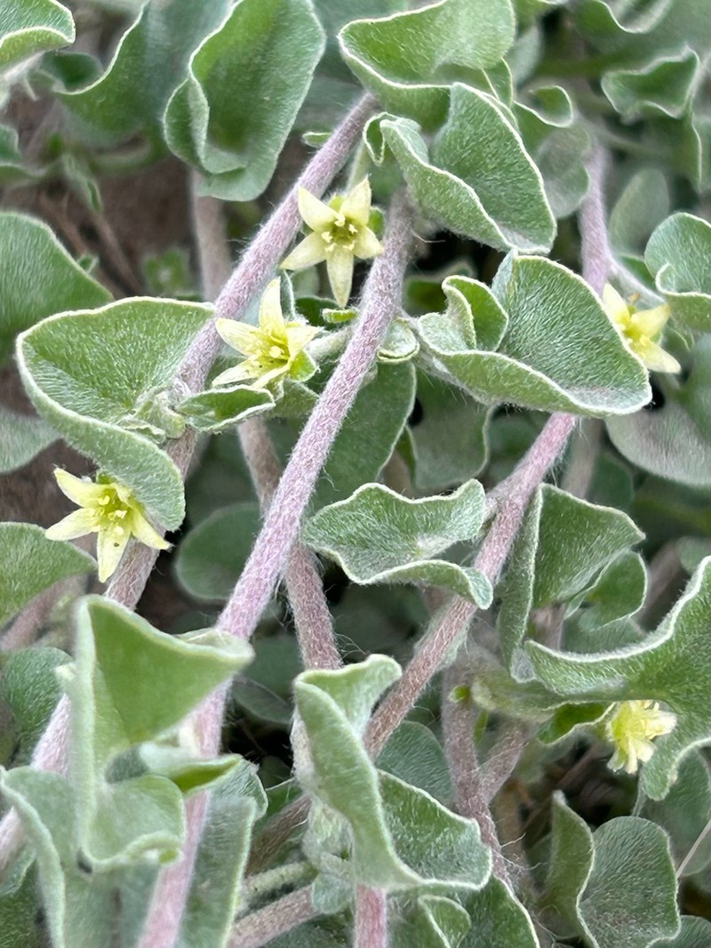 Silver Ponysfoot photo 8
