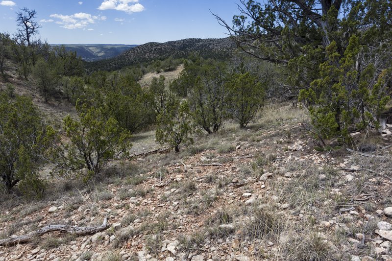 New Mexico Ponysfoot