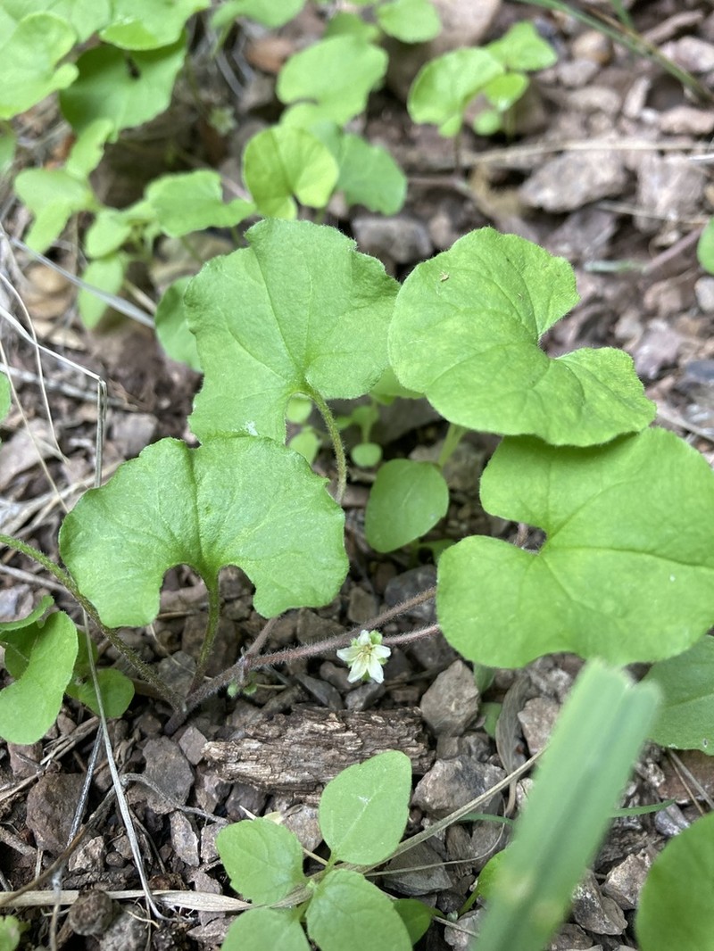 New Mexico Ponysfoot photo 2