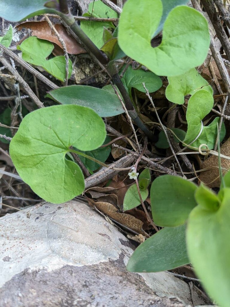 New Mexico Ponysfoot photo 3