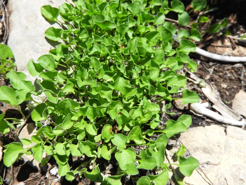 New Mexico Ponysfoot photo 4