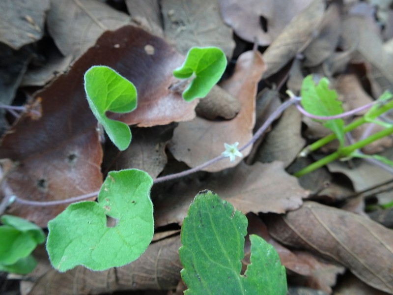 New Mexico Ponysfoot photo 5