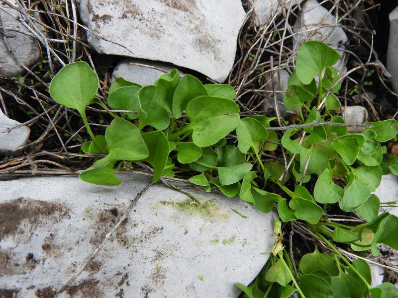 New Mexico Ponysfoot photo 6
