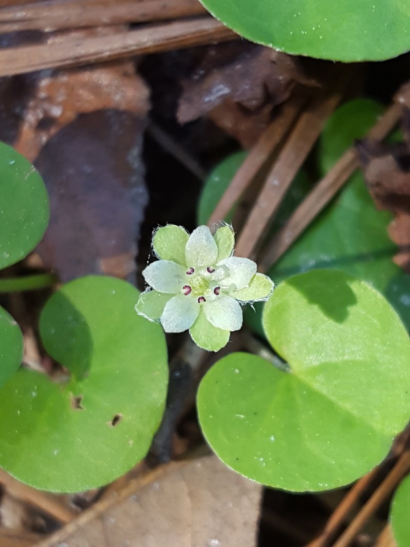 Carolina Ponysfoot photo 2