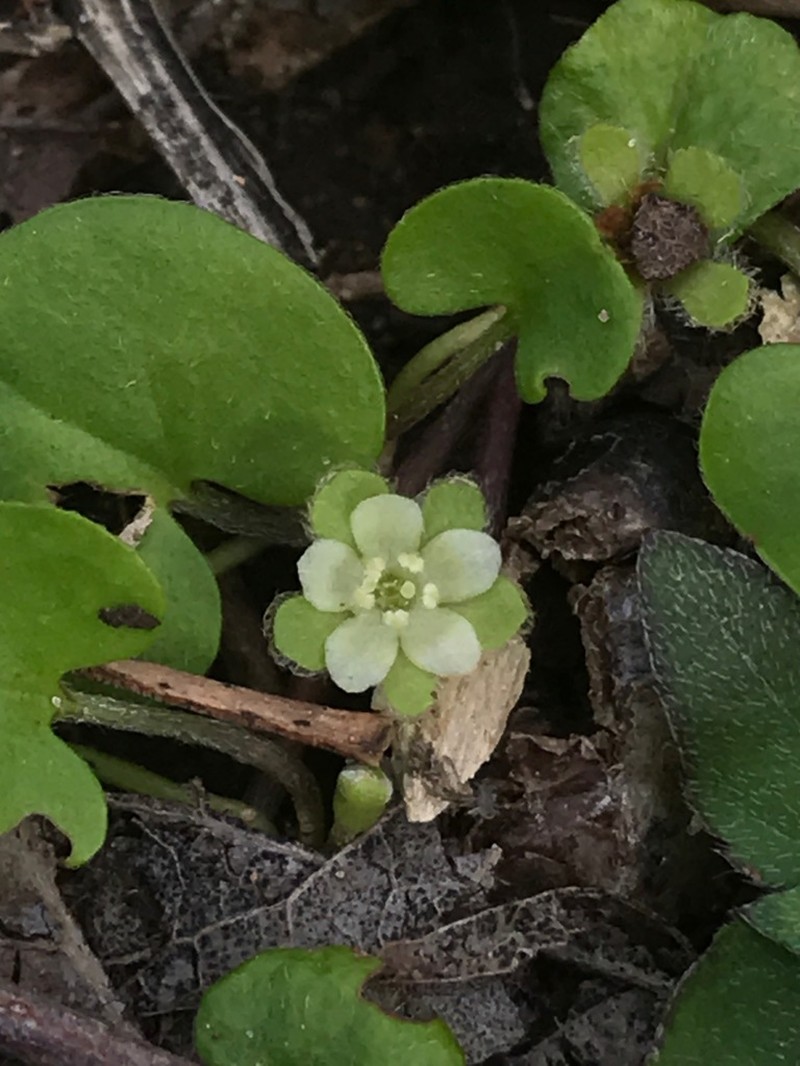 Carolina Ponysfoot photo 3