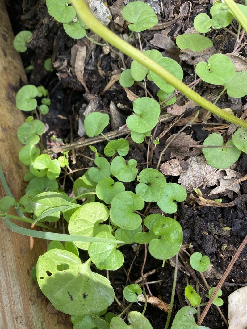 Carolina Ponysfoot photo 4