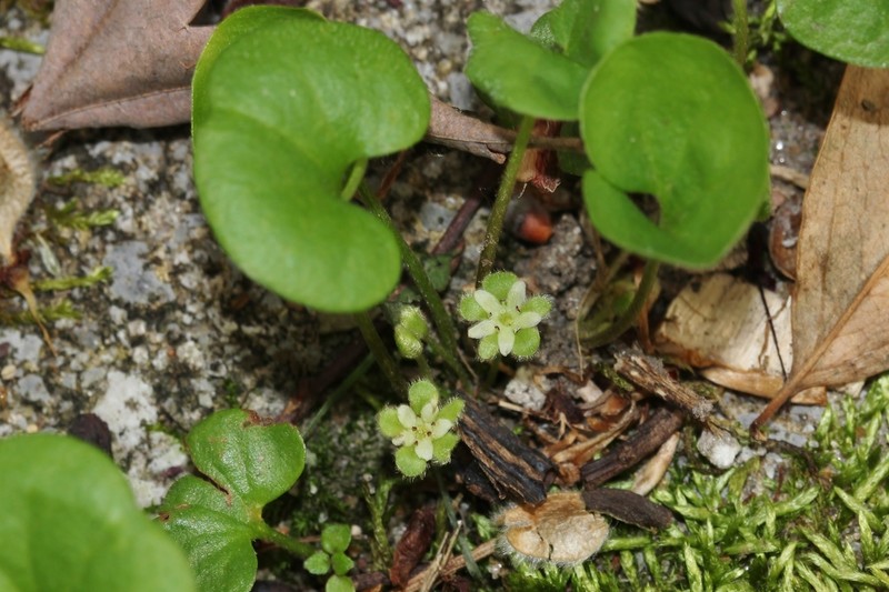 Carolina Ponysfoot photo 5