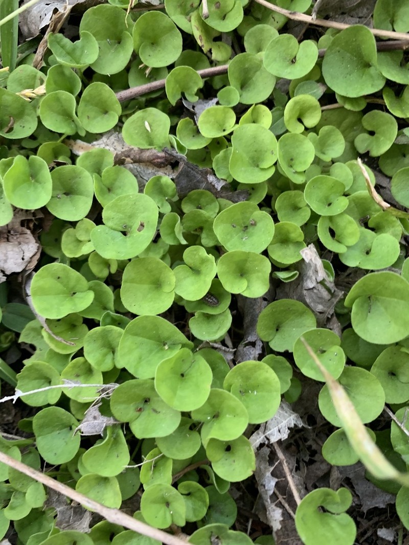 Carolina Ponysfoot photo 6