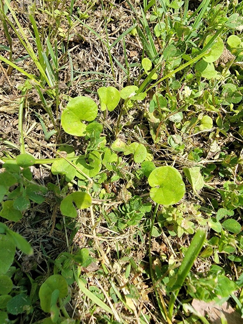 Carolina Ponysfoot photo 7