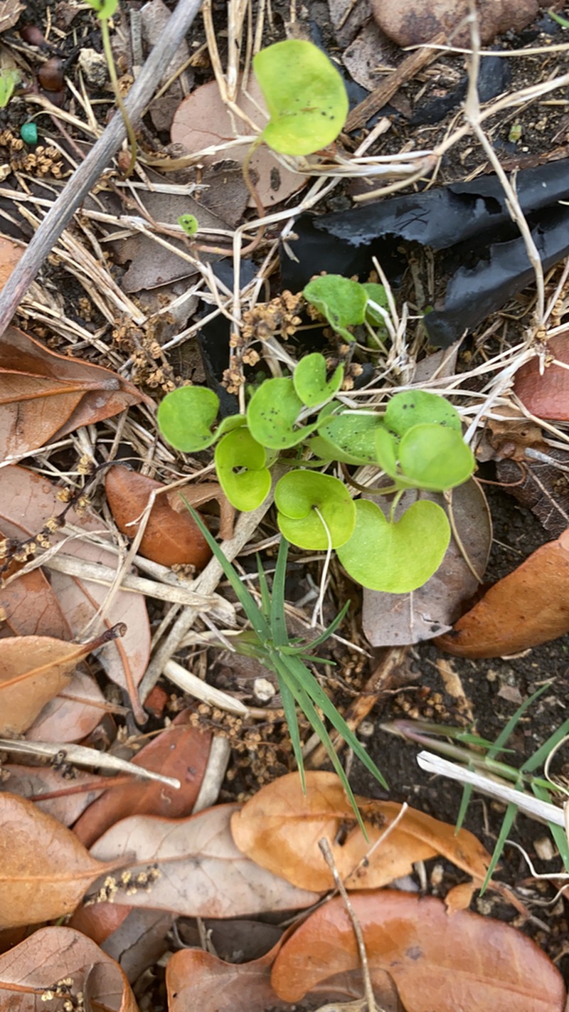 Carolina Ponysfoot photo 8