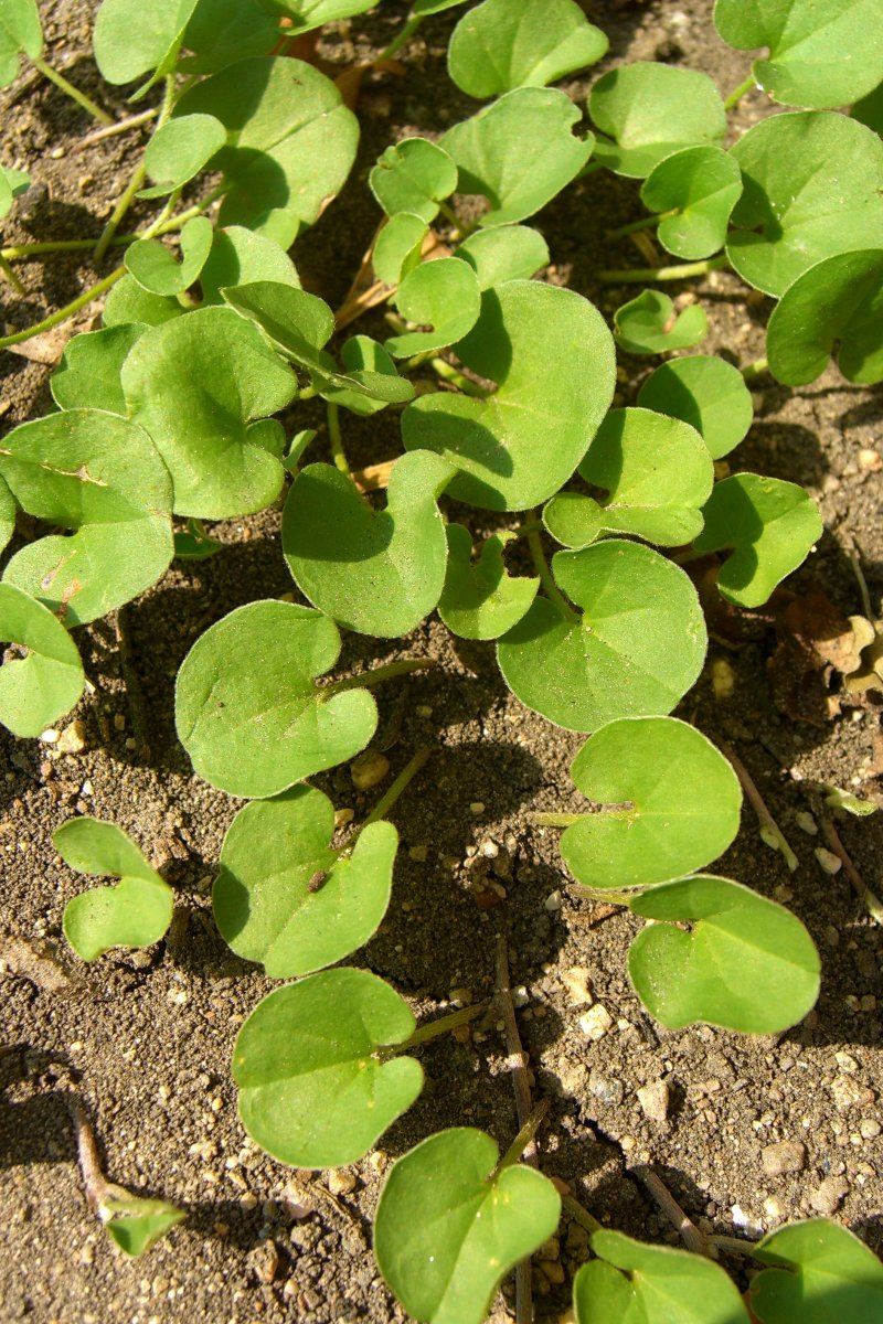 California Ponysfoot