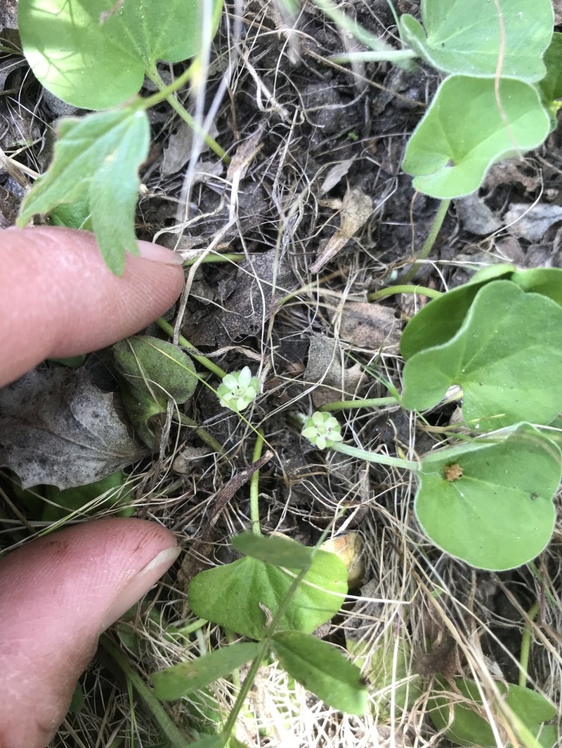 California Ponysfoot