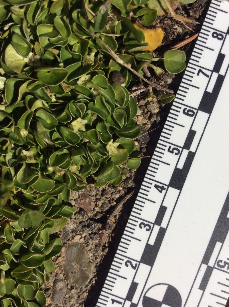 California Ponysfoot photo 2