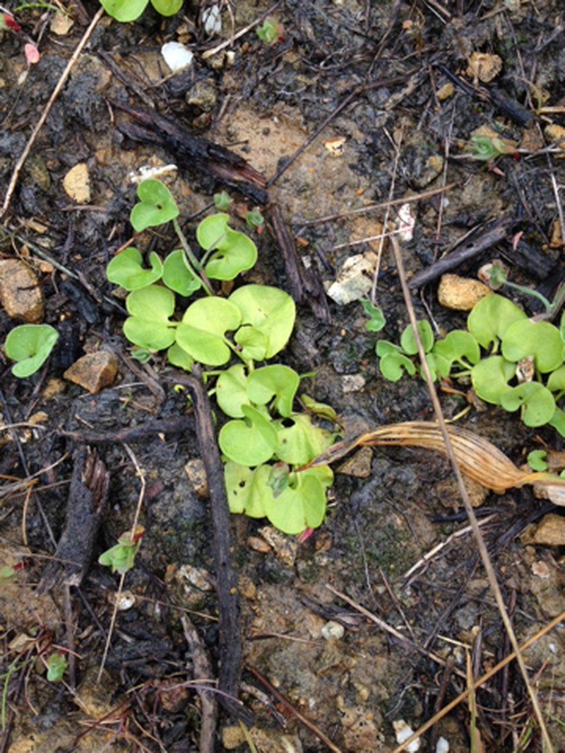 California Ponysfoot photo 3