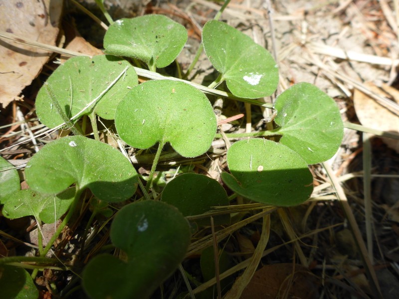 California Ponysfoot photo 4