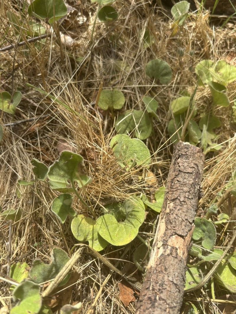 California Ponysfoot photo 5