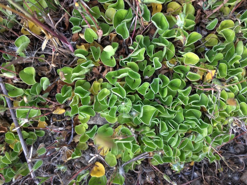 California Ponysfoot photo 6