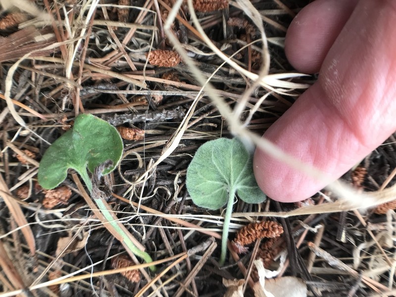 California Ponysfoot photo 7
