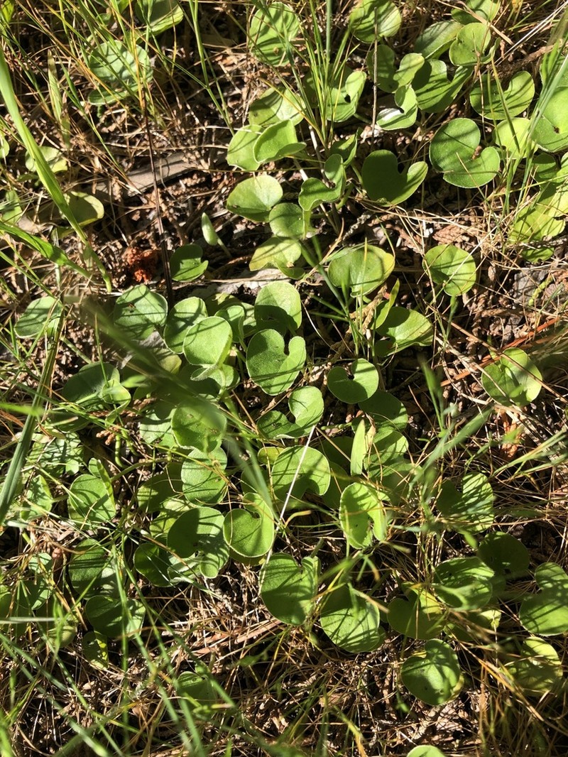 California Ponysfoot photo 8