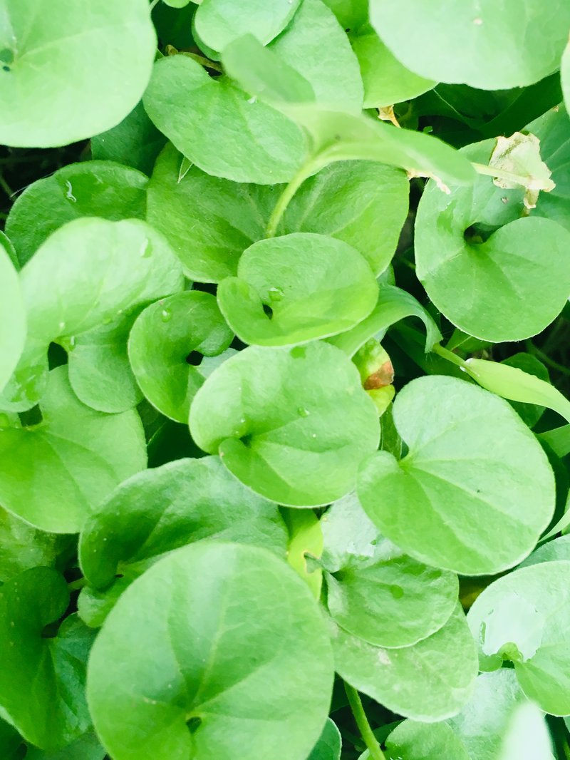 Asian Ponysfoot photo 2