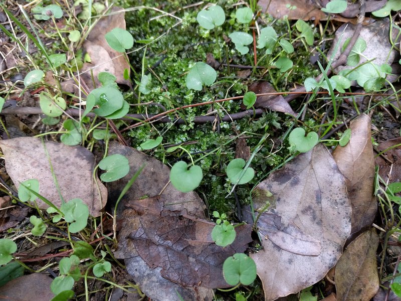 Asian Ponysfoot photo 3
