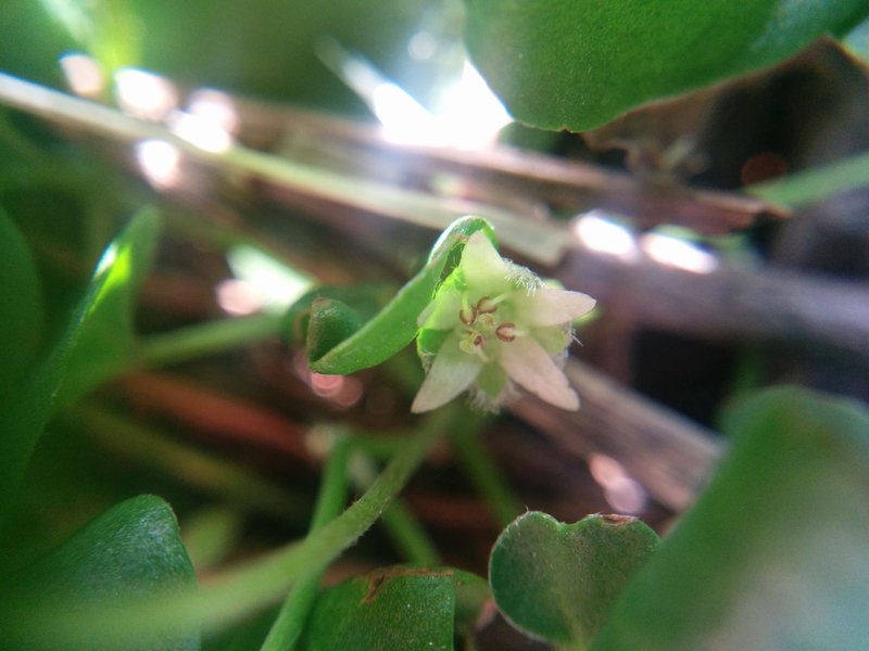 Asian Ponysfoot photo 4