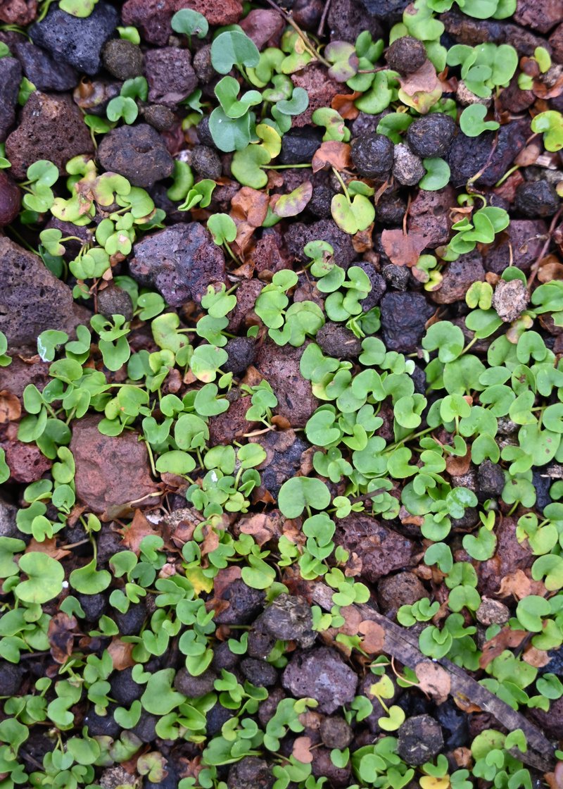 Asian Ponysfoot photo 5