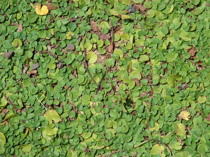 Asian Ponysfoot photo 6