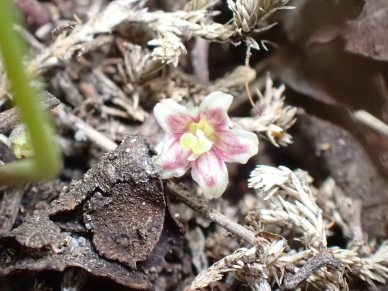 Western Ponysfoot