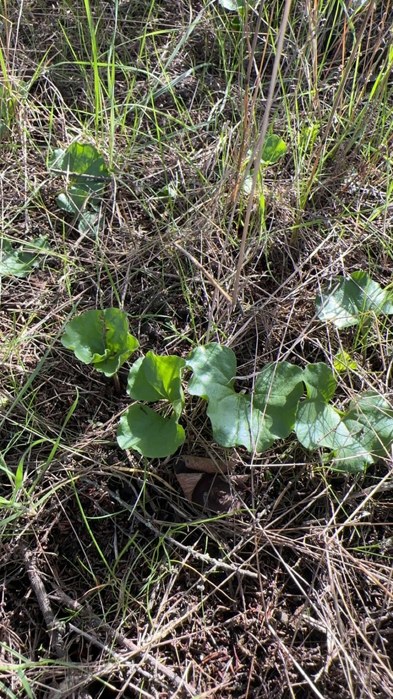 Western Ponysfoot photo 2