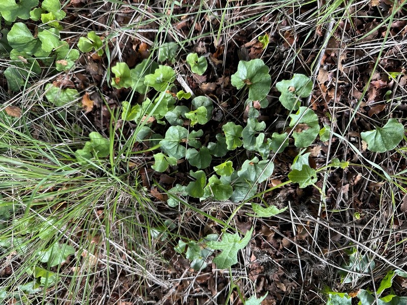 Western Ponysfoot photo 4