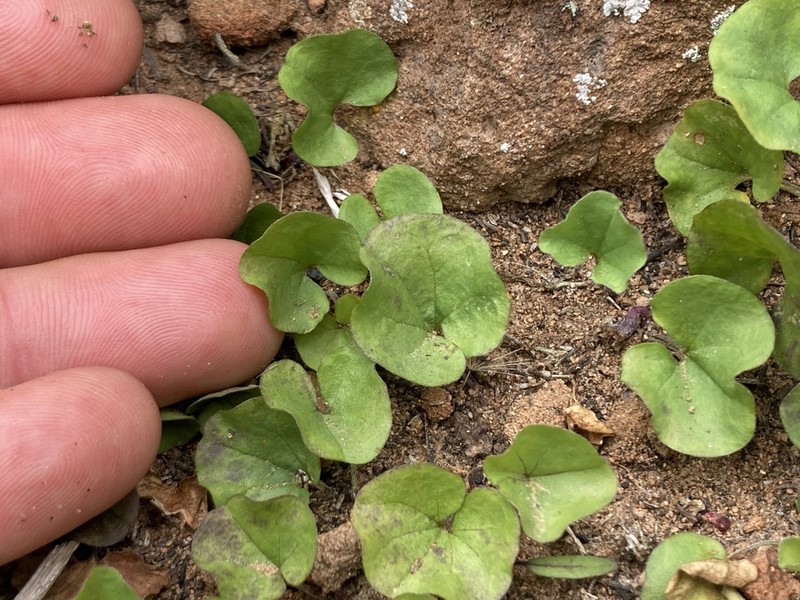 Western Ponysfoot photo 7