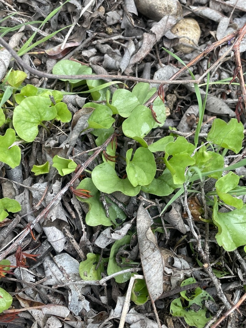Western Ponysfoot photo 8