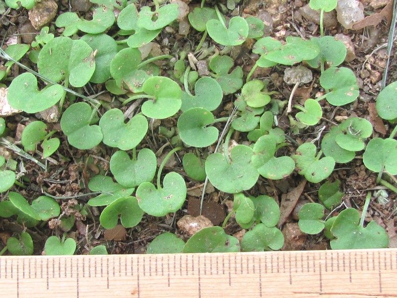 Oakwoods Ponysfoot