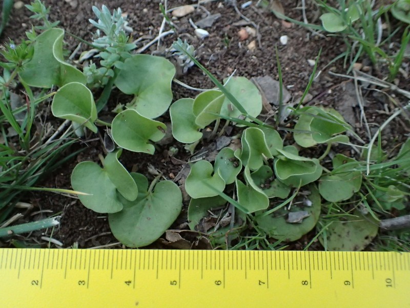 Oakwoods Ponysfoot photo 2