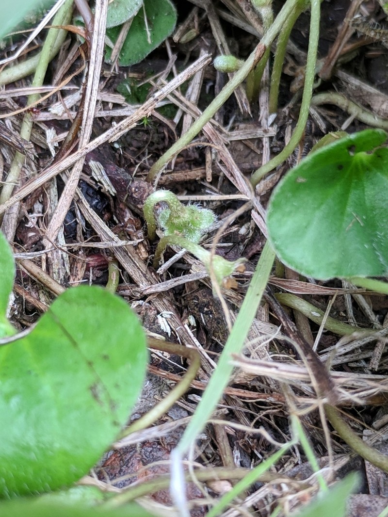 Oakwoods Ponysfoot photo 3