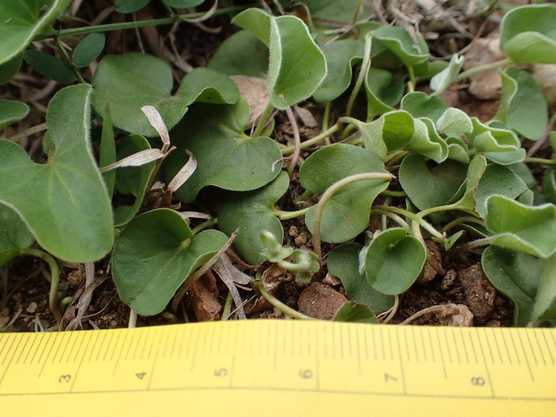 Oakwoods Ponysfoot photo 4