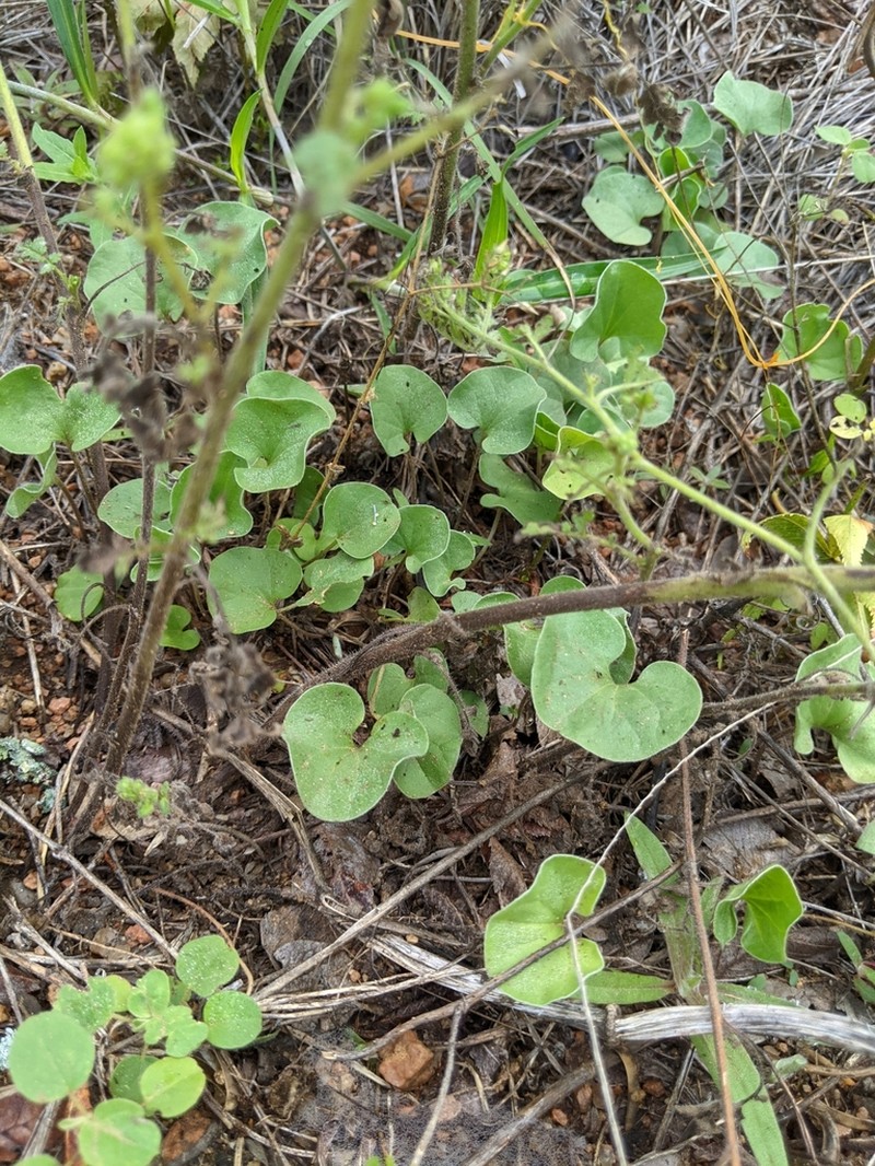 Oakwoods Ponysfoot photo 5