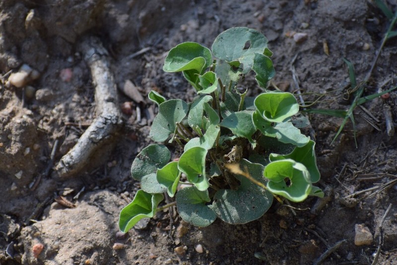 Oakwoods Ponysfoot photo 6